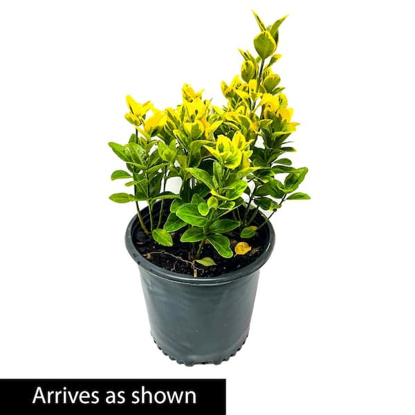 Spring Hill Nurseries 2.25 Gal. Pot, Golden Euonymus Potted Evergreen Shrub (1-Pack)