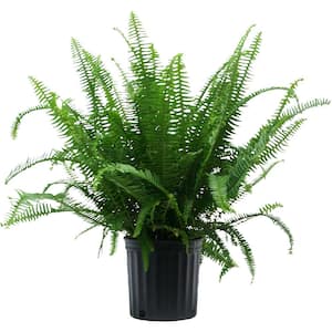 10 in. Fern Nephrolepis Kimberly Plant