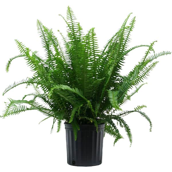 Costa Farms 10 in. Fern Nephrolepis Kimberly Plant