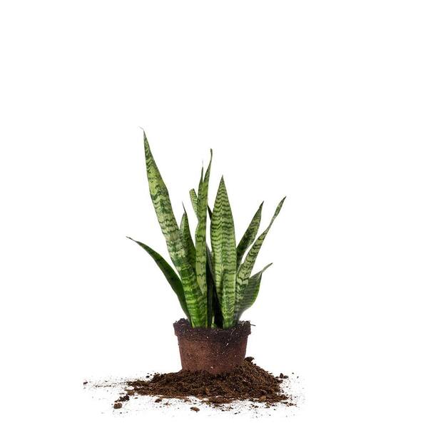 Perfect Plants Snake Plant Zeylanica Indoor Plant in 6 in. Grower's Pot