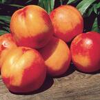 karla rose nectarine