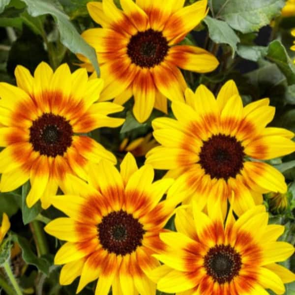 PROVEN WINNERS 4.25 in. Eco+Grande Suncredible Saturn Sunflower