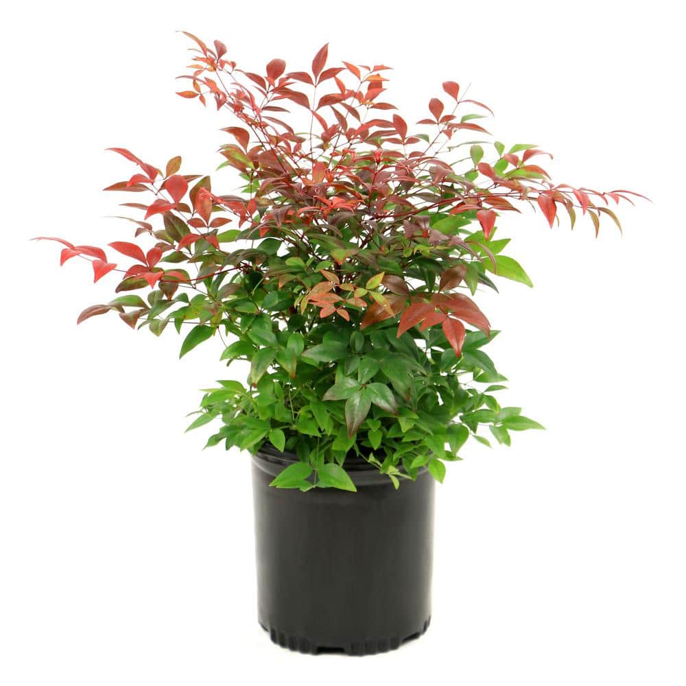 betty boop rose plant Betty Boop