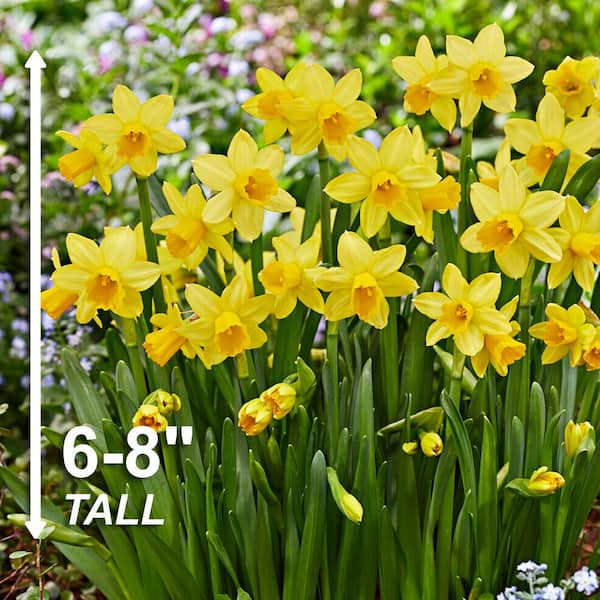 Garden State Bulb 12/14 cm Narcissus Tete-A-Tete Daffodil