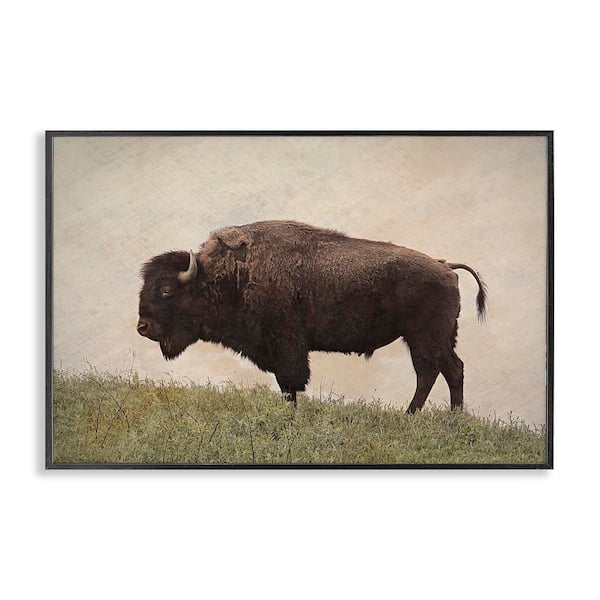 Serene Buffalo on Country Hill by Steve Toole Black Framed Animal Giclee Art Print 20 in. x 30 in.