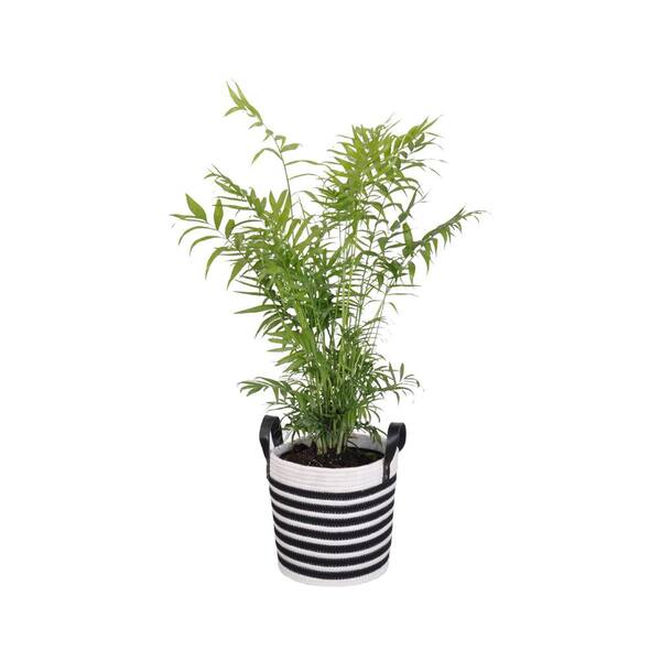 United Nursery Neanthebella Palm Live Plant in 10 in. Black and White Rope Basket