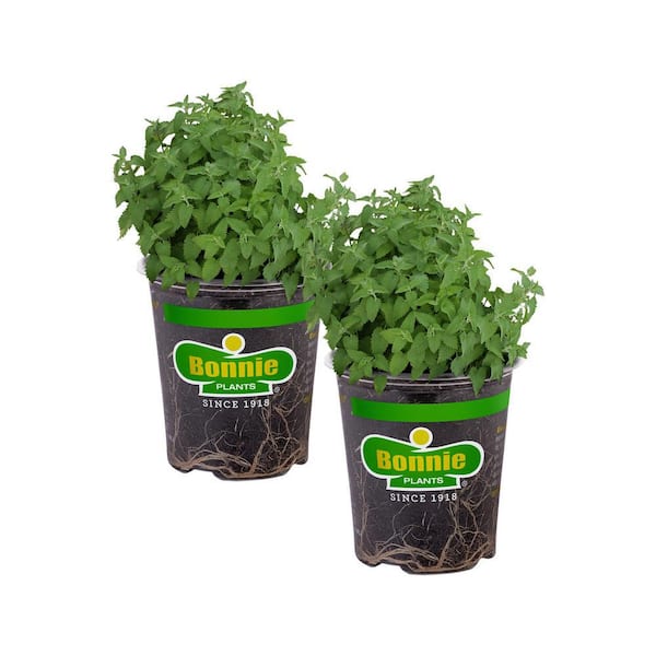 Bonnie Plants 19 oz. Catnip Herb Plant (2-Pack)
