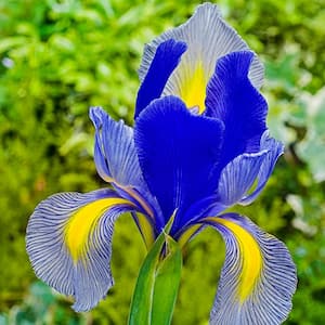Gipsy Beauty Dutch Iris Bulbs (25-Pack)