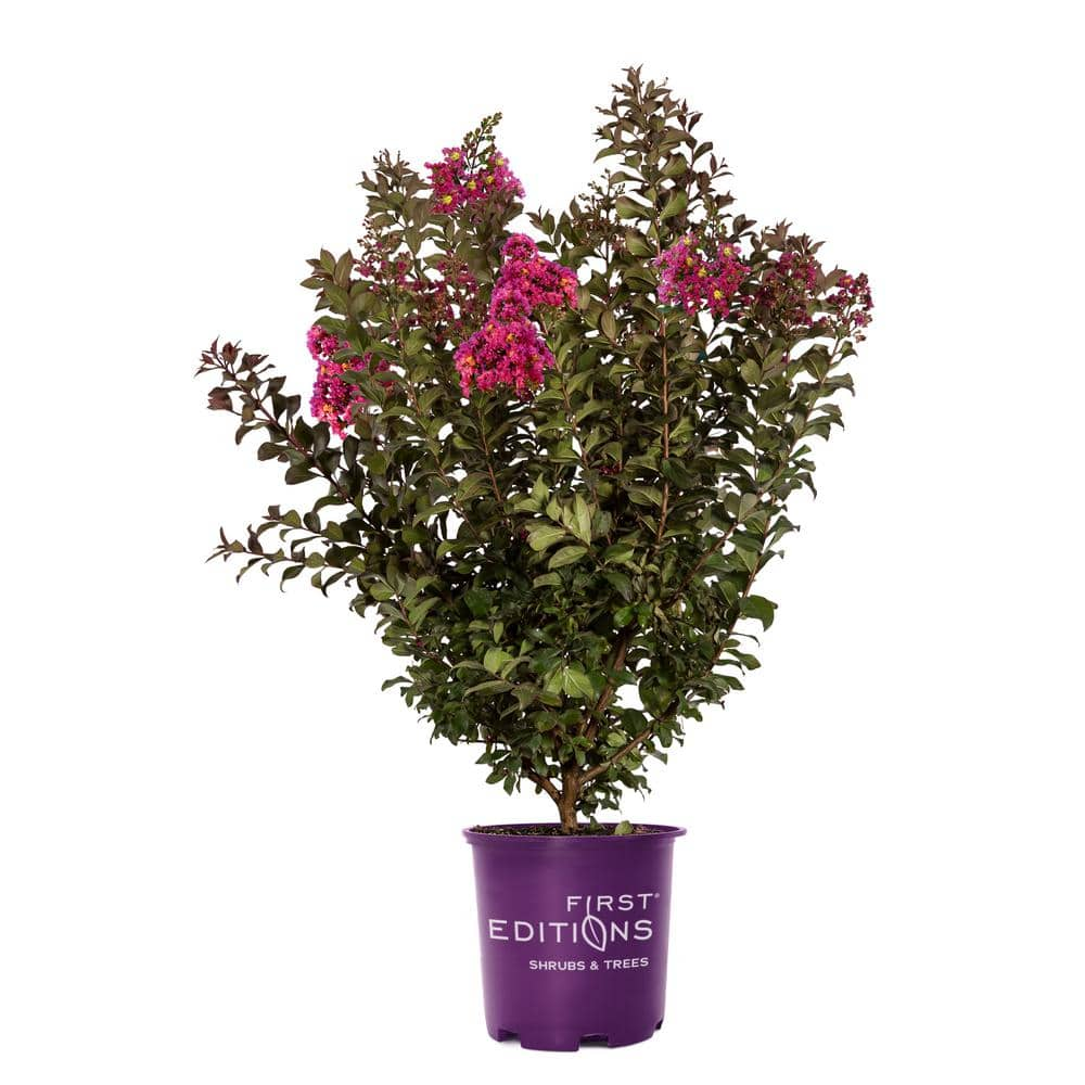 FIRST EDITIONS 2 Gal. Plum Magic Crape Myrtle Flowering Shrub with ...