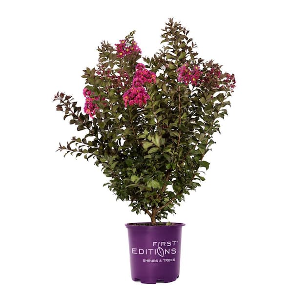 FIRST EDITIONS 2 Gal. Plum Magic Crape Myrtle Flowering Shrub with Fuschia Pink Flowers