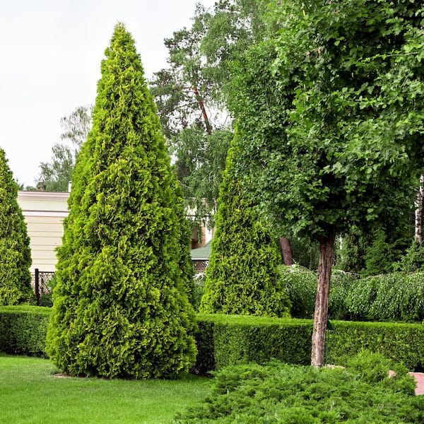 national PLANT NETWORK 1 gal. Arborvitae Green Giant Shrub (8-Pack