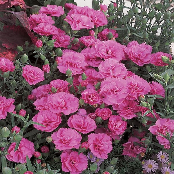 Unbranded #1 Everlast Orchid Pink and Lavender Dianthus Plant