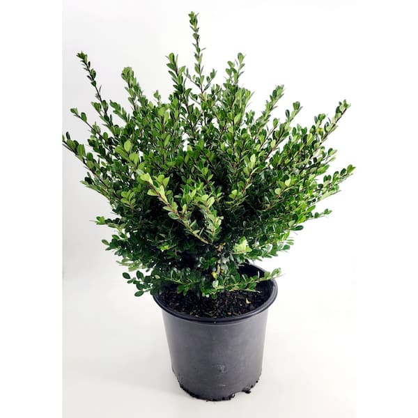 3 Gal. Compacta Japanese Holly (Ilex Crenata) Live Evergreen Shrub
