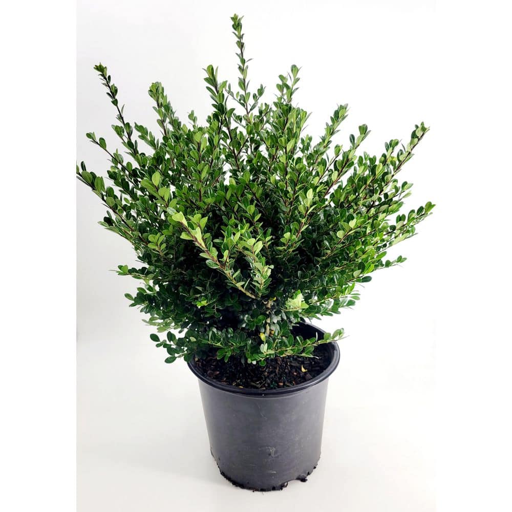 BELL NURSERY 3 Gal. Compacta Japanese Holly (Ilex Crenata) Live