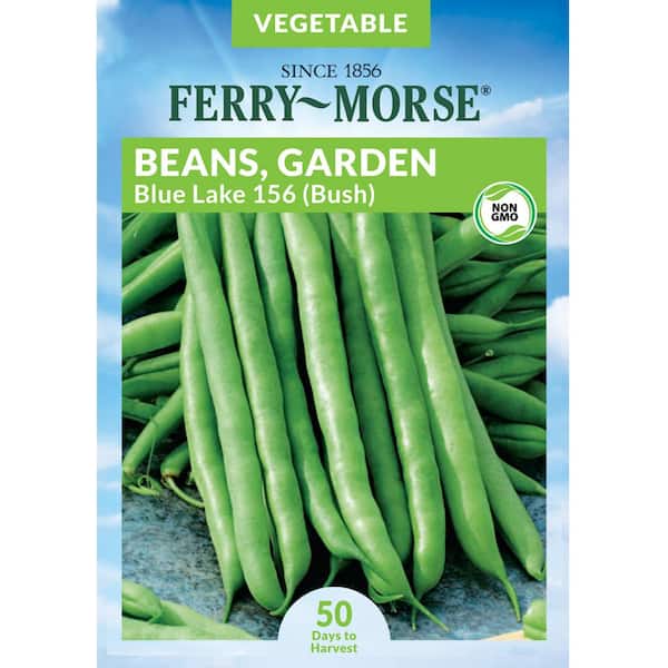 Ferry-Morse Bean Blue Lake Bush 156 Seed