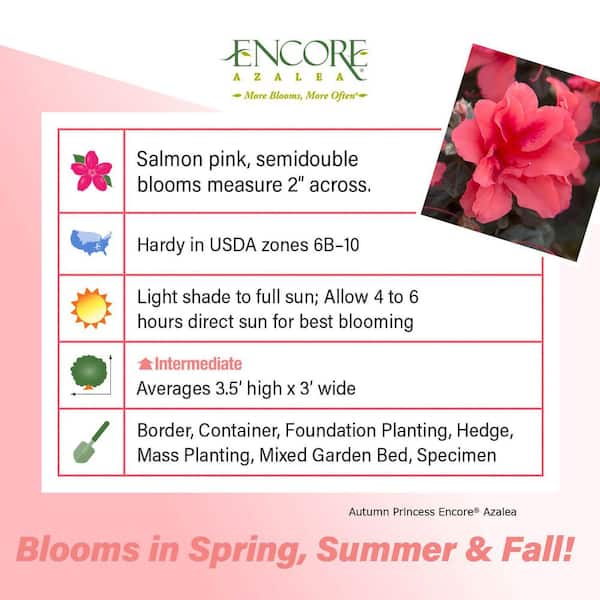 2 Gal. Autumn Princess Shrub with Salmon-Pink Reblooming Flowers