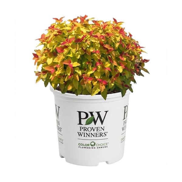 2 Gal. Double Play Candy Corn Spirea (Spiraea japonica) Live Flowering Shrub with Dark Purple Flowers