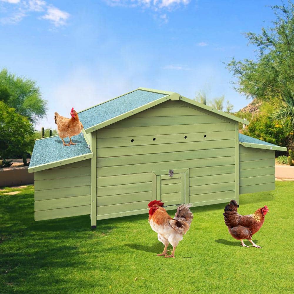 Green Wooden Chicken Coop with Nesting Boxes and Free-Range Doors