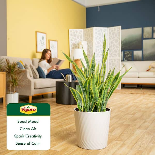 Vigoro Grower's Choice Sansevieria Indoor/Outdoor Snake Plant in 12 in.  Decor Pot, Avg. Shipping Height 3-4 ft. Tall XL-SAN-S-SAH-01 - The Home  Depot