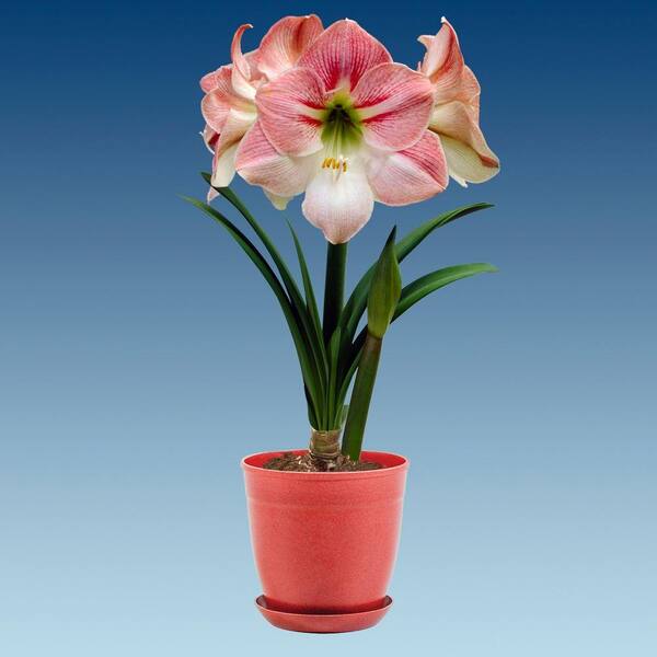 Bloomsz Economy Apple Blossom Amaryllis with Red Pot