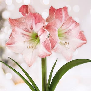 Apple Blossom Amaryllis Flower Bulbs, 28/30 cm (Bag of 3)