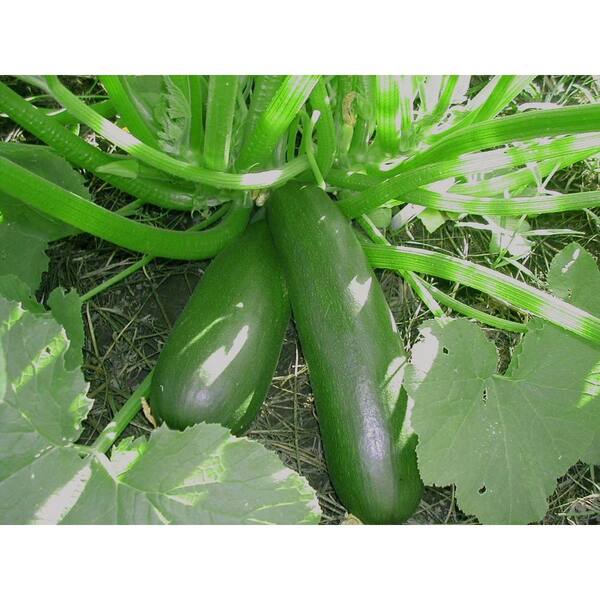 PROVEN WINNERS Black Beauty Zucchini, Live Plant, Vegetable, 4.25 in. Grande