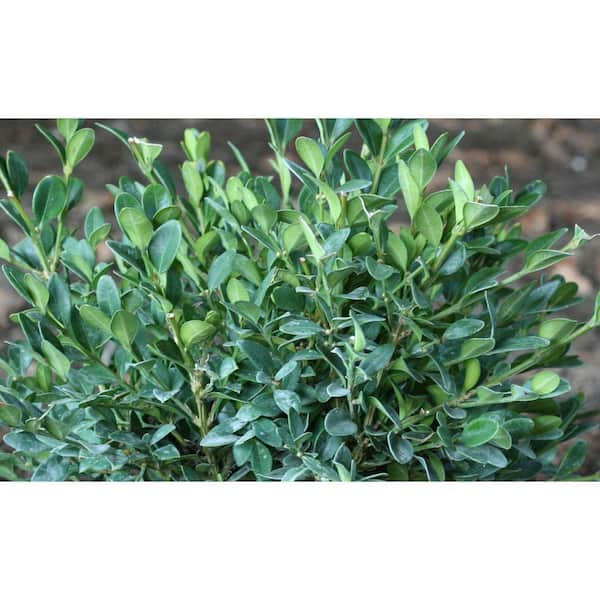 Buxus 'Green Velvet' (Boxwood)