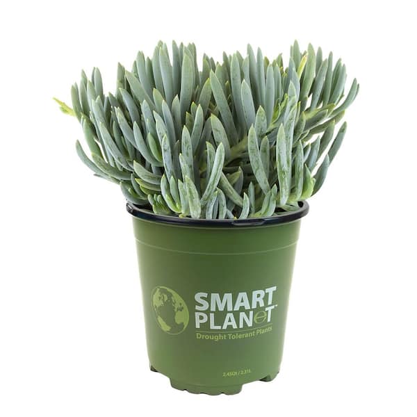 SMART PLANET 1 Gal. Senecio Mandraliscae Blue Chalk Sticks in Grow Pot Single
