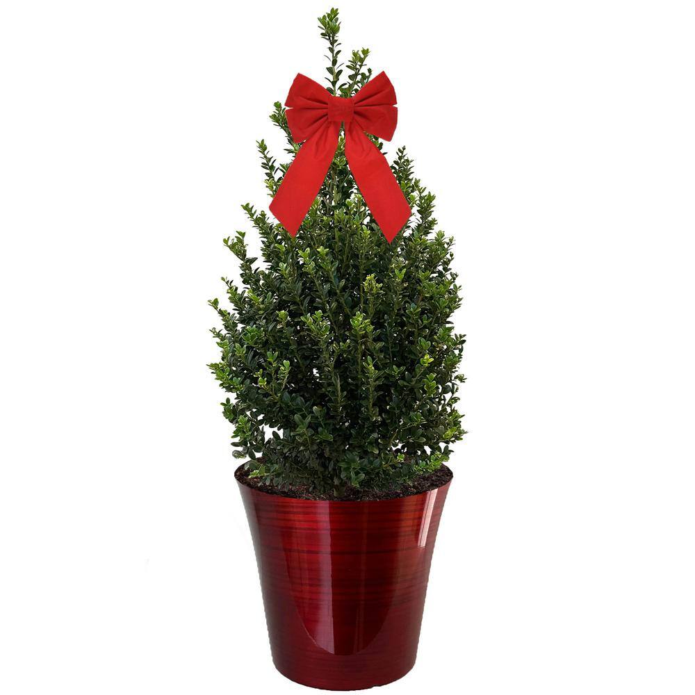 Reviews for 3 Gal. Holly Cone Evergreen Holiday Shrub in Decorative Red