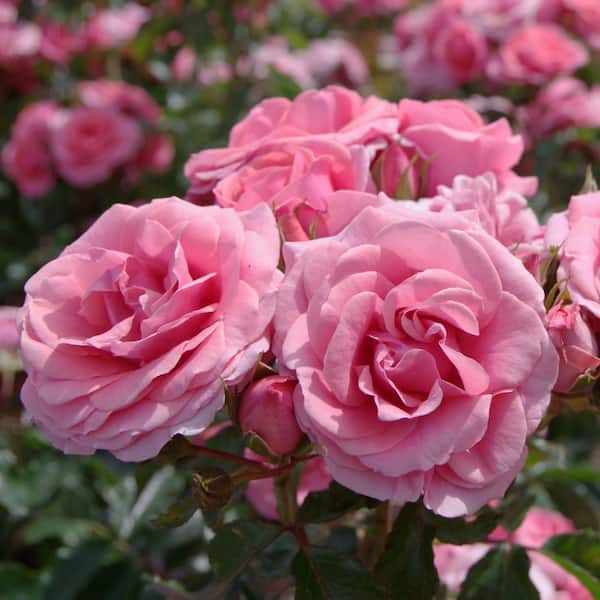 national PLANT NETWORK Bare Root Rose First Prize with Pink