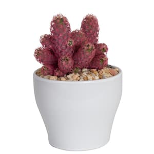 Pink Desert Gems Indoor Cactus in 4 in. White Ceramic Planter, Avg. Shipping Height 6 in. Tall