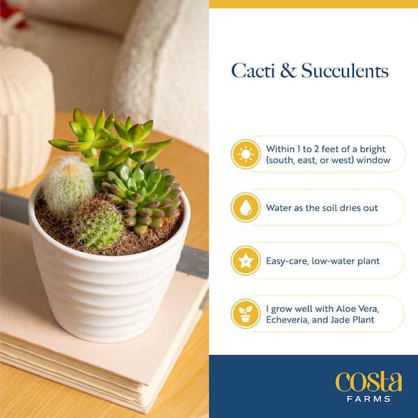 Costa Farms Mini Unique Indoor Succulent Plants in 2 in. Round Grower Pot, Avg. Shipping Height 2 in. Tall (25-Pack)