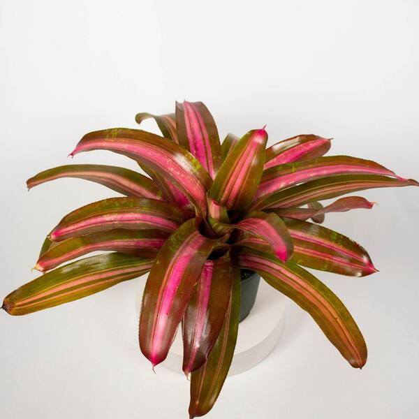 TropicalPlants.com Sweet Vibrations Bromeliad (Neoregelia) 8 in. Growing Pot