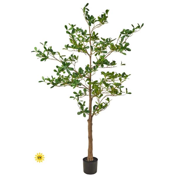 Regency Trees Regency International 6' UV Potted Almond Tree MTF26872-TTGR - The Home ...