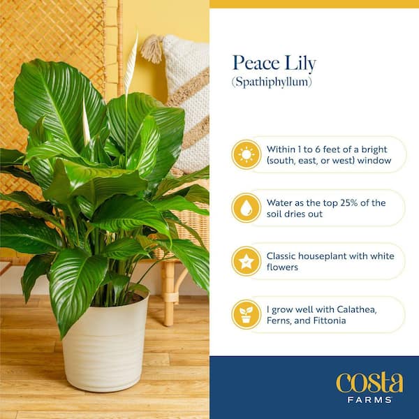 Costa Farms Live Indoor 15in. Tall Peace Lily Plant in 6in. Grower Pot, Size: Medium, Green