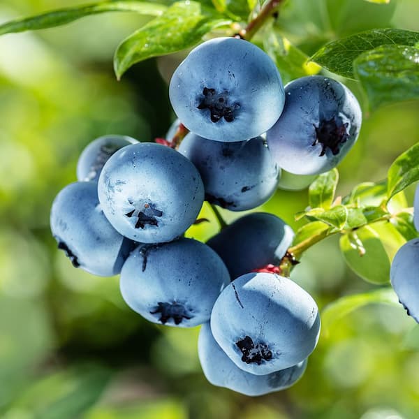 Unbranded 7 gal. Bluejay Northern Highbush Potted Blueberry Plant