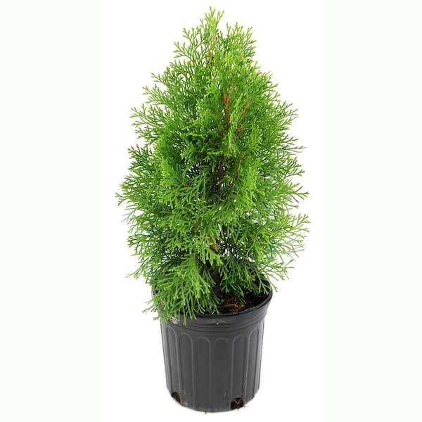 2.25 Gal. Arborvitae Green Giant Shrub