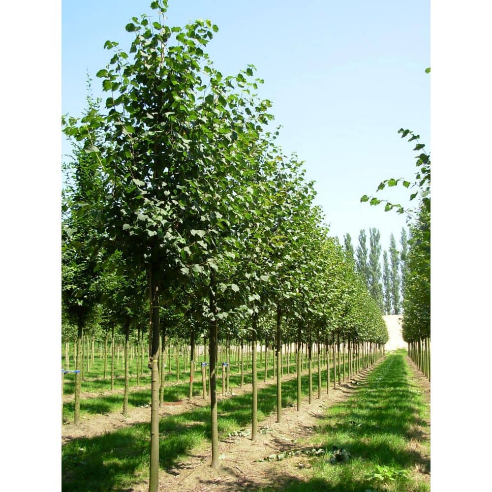 online-orchards-shade-trees-
