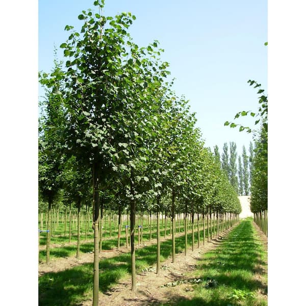 Greenspire Linden Shade Tree (3 ft. and 2 Years old)