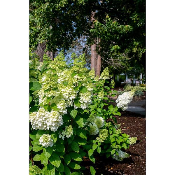Jumbo Pint Moonrock Hardy Hydrangea (Paniculata) Live Shrub, Cream and Lime Green Flowers