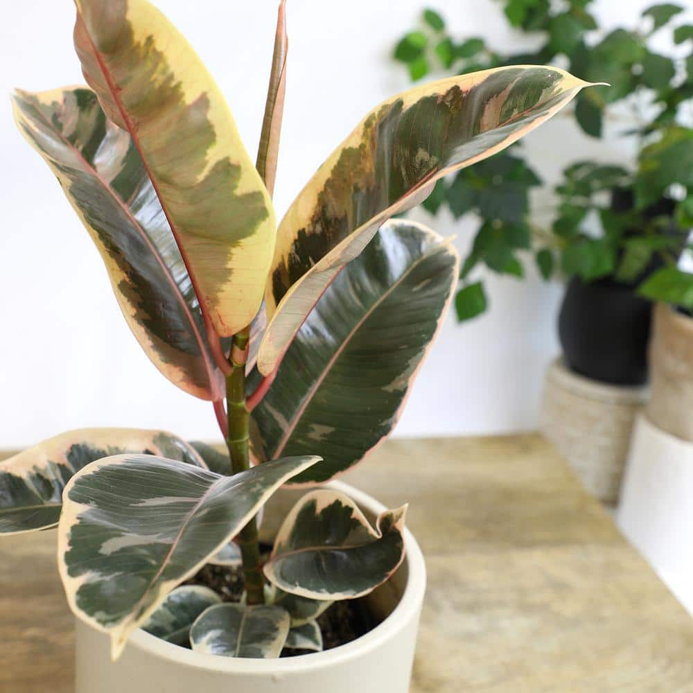 Variegated Ficus Tineke Rubber Tree in Black Plastic Pot