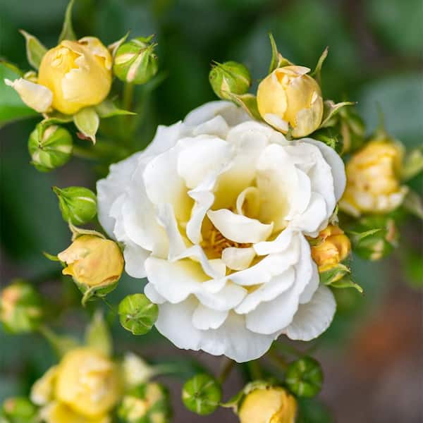 2 Gal. Popcorn Rose Plant with Buttery Yellow Flowers in Decorative Container