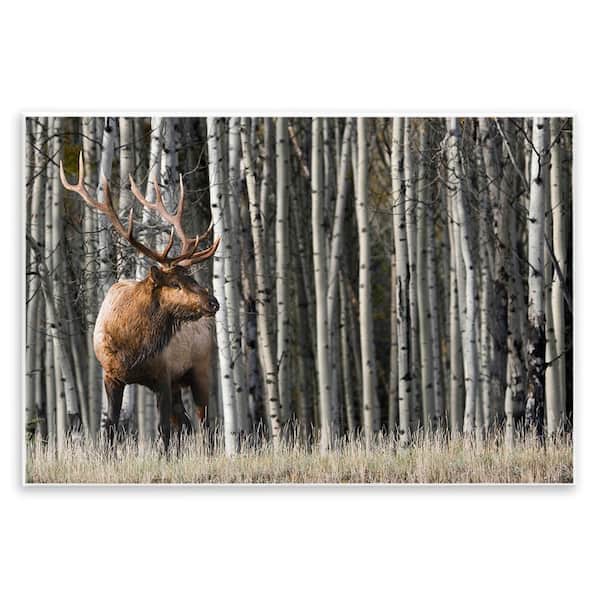 Stupell Industries Elk Looming Out Birch Trees Forest Photograph by Danita Delimont Unframed Graphic Animal Art Print 19 in. x 13 in.