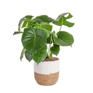 Philodendron Monstera Swiss Cheese Indoor Plant in 10 in. Decor Weave Planter, Avg. Shipping Height 2-3 ft. Tall