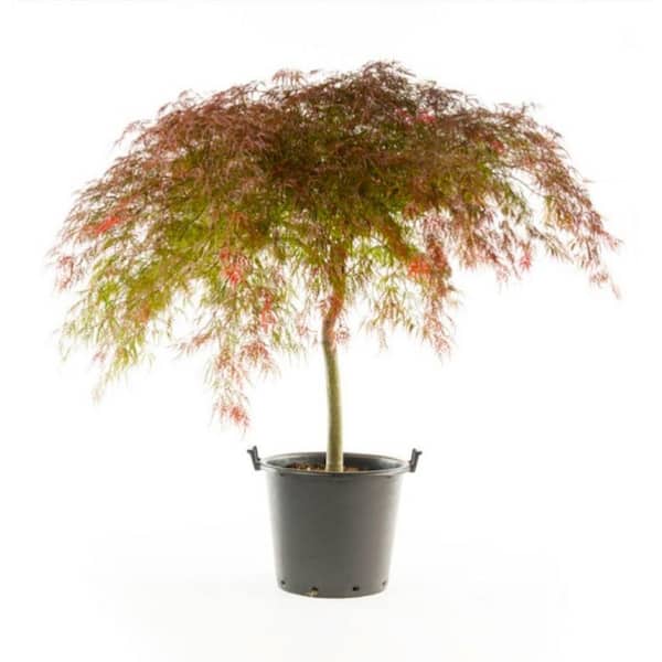 Online Orchards 2 Gal. Crimson Queen Dwarf Japanese Maple Tree with Cascading branches and Deep Crimson Color