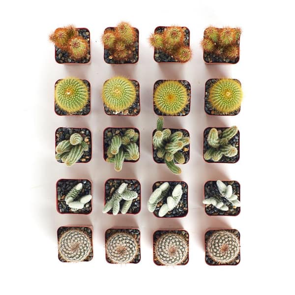 cactus candles Cactus Candles – OddGifts.com