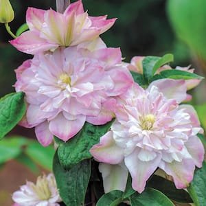 4 in. Pot Innocent Blush Clematis Vine with Pink Flowers Live Perennial Plant (1-Pack)