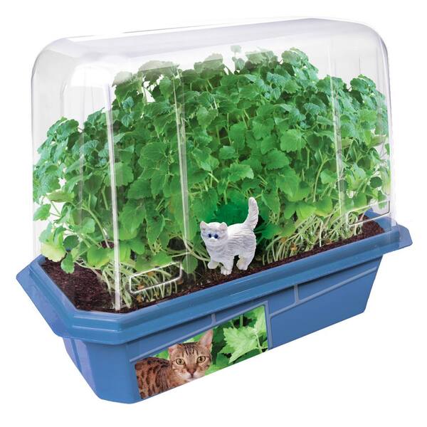 Unbranded Miniature World Clear Plastic Crazy Cat Plant Indoor Garden Terrarium Indoor Garden Seed Starter Kit