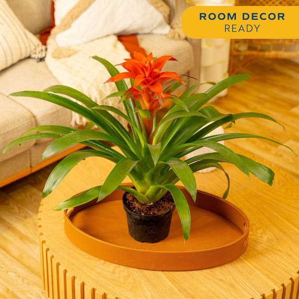 Grower's Choice Bromeliad Indoor Plant in 6 in. Grower Pot, Avg. Shipping Height 1-2 ft. Tall (2-Pack)