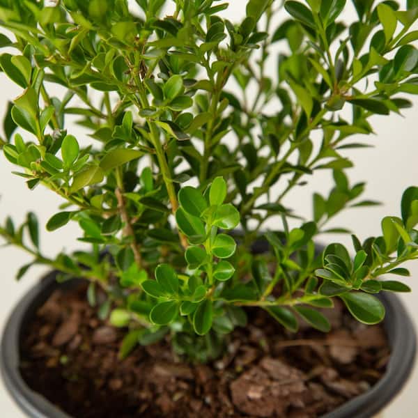 2 Gal. Renaissance Boxwood, Evergreen Shrub with Glossy Green Foliage
